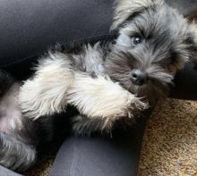Cutest Miniature Schnauzers Available