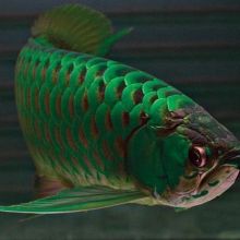 Green Arowana For Sale