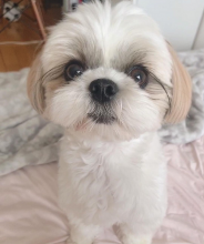 HAPPY HEALTHY BEAUTIFUL SHIH TZU PUPPIES AVAILABLE FOR ADOPTION