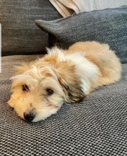 HAVANESE PUPPIES AVAILABLE FOR FREE ADOPTION