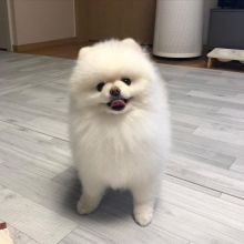 Healthy Home raised Pomeranian pups available