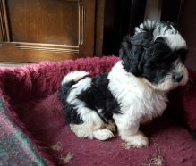 Home Raised Shih-Poo Puppies set to go