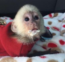 Both male and female Lovely baby capuchin monkeys