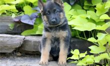 Purebred German Shepherd Puppies for great homes ready to go