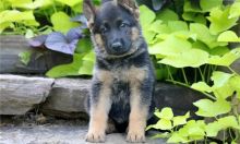 Purebred German Shepherd Puppies for great homes
