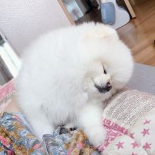 Purebred Pomeranian Puppies Available