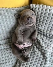 Staffordshire Bull Terrier Puppies for you