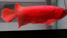 super red AROWANA Fish for sale