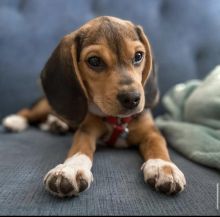 Sweet Male and Female Beagle puppies for adoption.