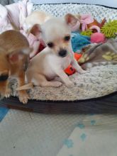 Tiny tea cup chihuahua puppies for adoption