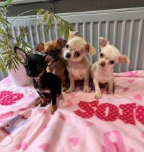 Toy Chihuahua puppies ready for adoption...!!!