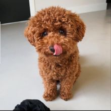 Toy Poodle puppies available for re-homing