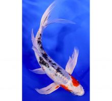 YAMATO NISHIKI BUTTERFLY KOI FISH