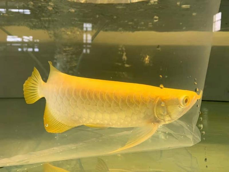 Albino Crossback Arowana for sale Image eClassifieds4u