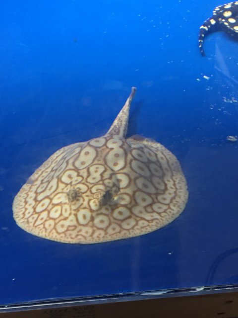 Albino Pearl Stingray Image eClassifieds4u