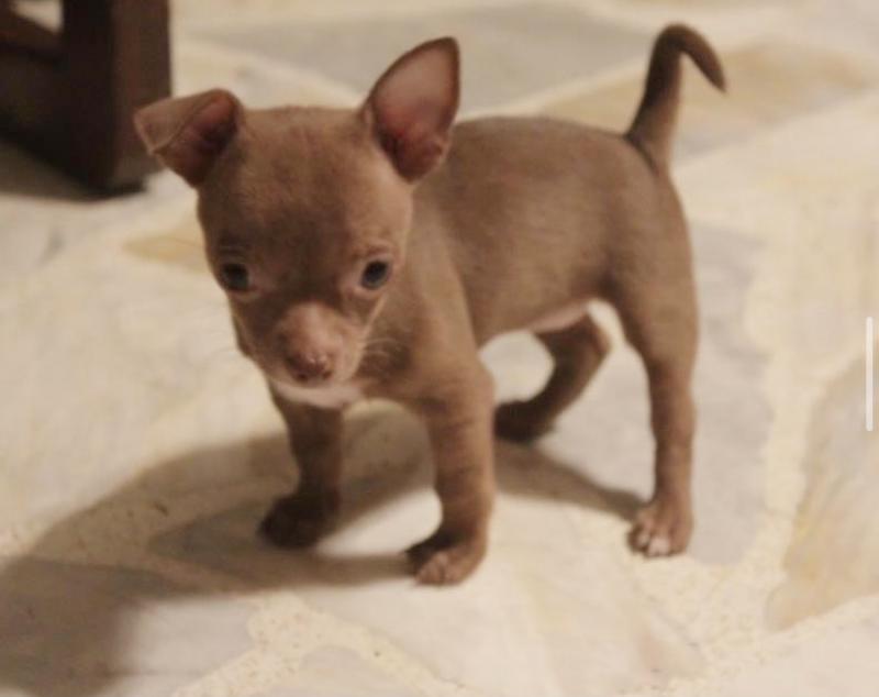 amazing chihuahua puppies for adoption Image eClassifieds4u