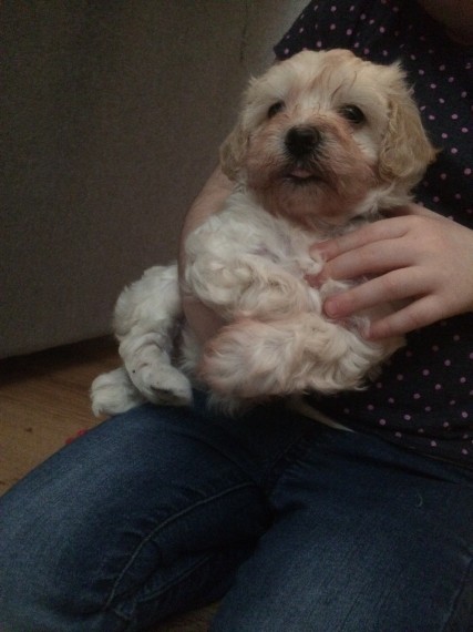 Awesome MaltiPoo puppies for great homes ready to go Image eClassifieds4u