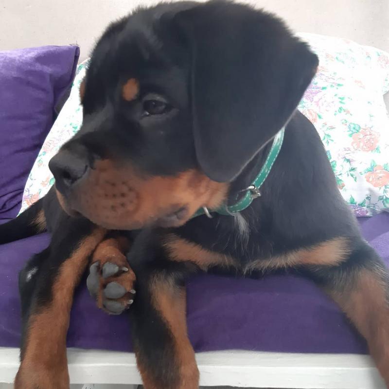 Awesome Rottweiler puppies Image eClassifieds4u