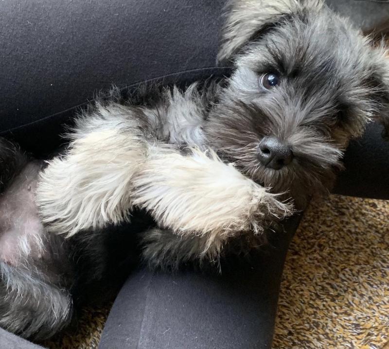 Charming Miniature Schnauzer Puppies Image eClassifieds4u