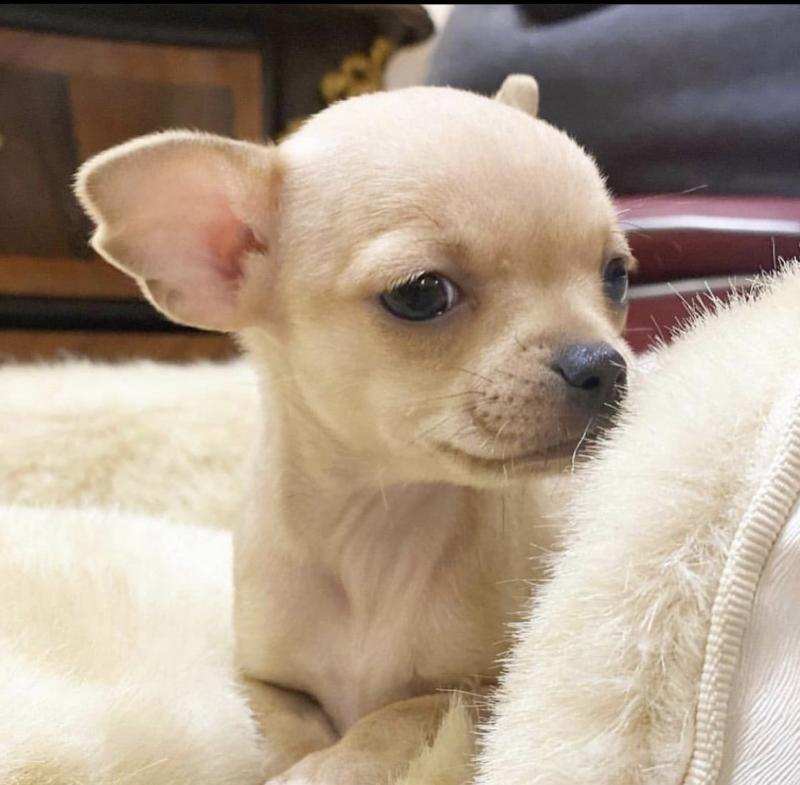 CHIHUAHUA PUPPIES READY FOR THEIR NEW HOME Image eClassifieds4u