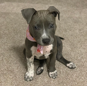 cute and adorable American blue nose pit-bull for adoption Image eClassifieds4u