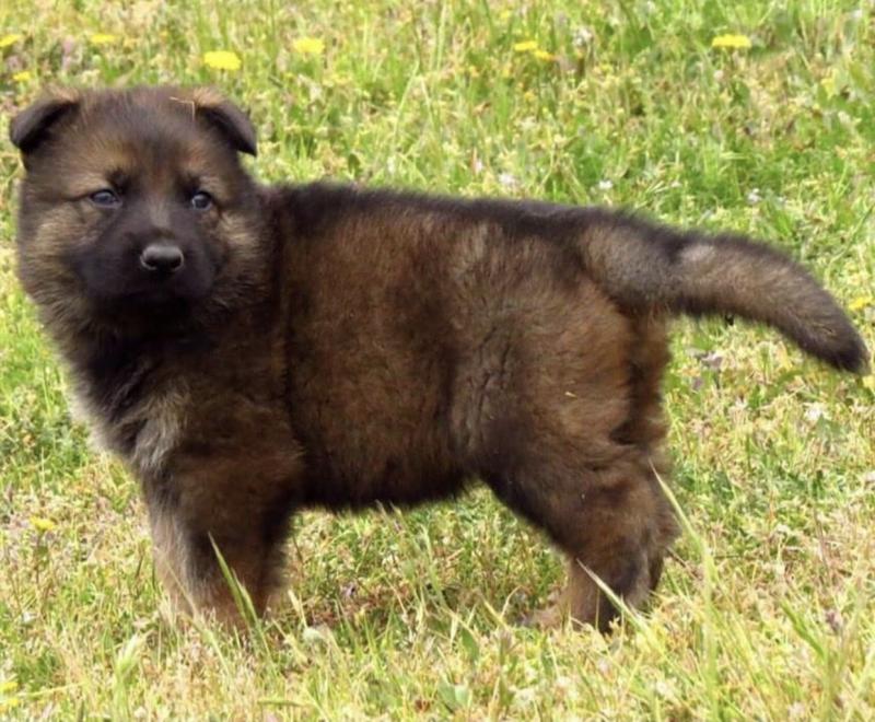 GERMAN SHEPHERD PUPPIES FOR FREE ADOPTION Image eClassifieds4u