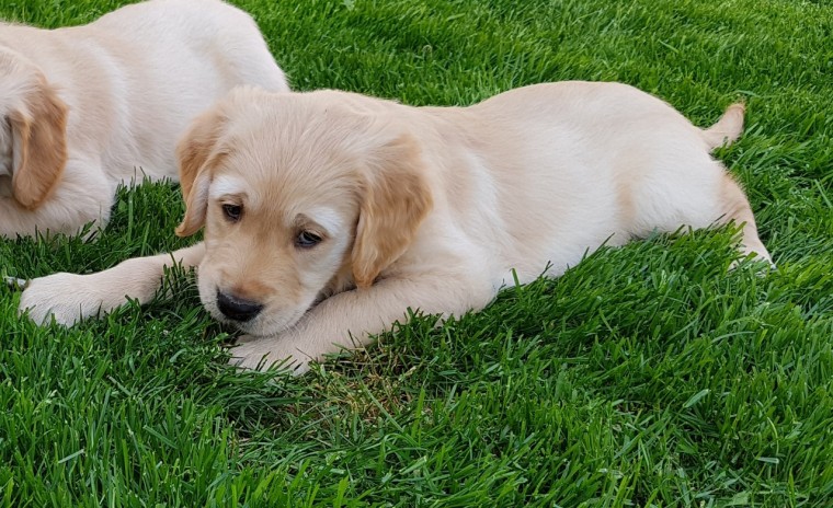 GOLDEN RETRIEVER PUPPIES FOR ADPTION local puppies Image eClassifieds4u
