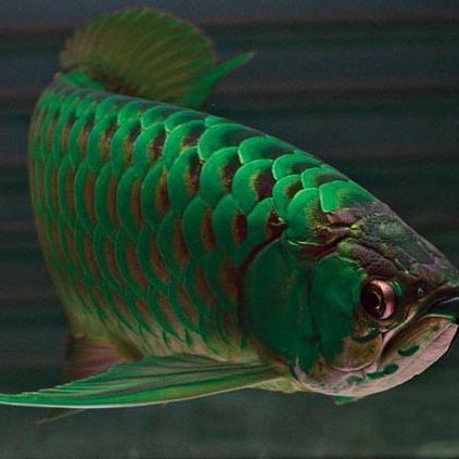 Green Arowana For Sale Image eClassifieds4u