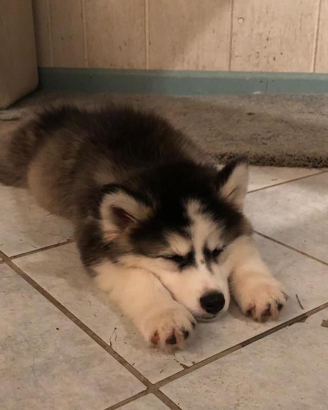 Husky puppies for adoption(fb801779@gmail.com) Image eClassifieds4u