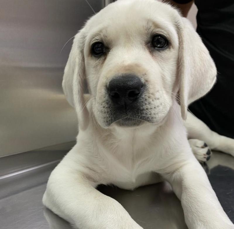 LABRADOR RETRIEVER PUPPIES FOR ADOPTION Image eClassifieds4u