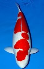 JAPANESE KOI FISHES AVAILABLE Image eClassifieds4u 4