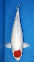 JAPANESE KOI FISHES AVAILABLE Image eClassifieds4u 3
