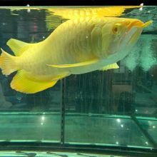 24k Golden Arowana fish for sale Image eClassifieds4U