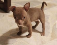 amazing chihuahua puppies for adoption Image eClassifieds4U