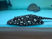 Black Diamond Stingray ( contact: dothaothomas@gmail.com ) Image eClassifieds4u 2