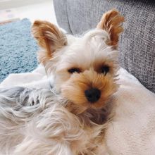 Healthy Yorkshire Terrier puppies Image eClassifieds4U