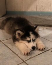 Husky puppies for adoption(fb801779@gmail.com) Image eClassifieds4u 2