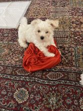 Maltese puppies ready for new homes !!! Image eClassifieds4u 1