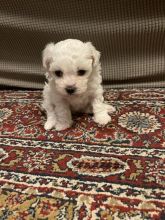 Maltese puppies ready for new homes !!! Image eClassifieds4u 2