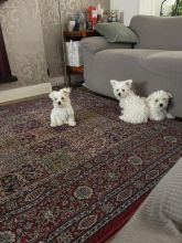 Maltese puppies ready for new homes !!! Image eClassifieds4u 3