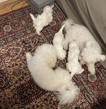 Maltese puppies ready for new homes !!! Image eClassifieds4u 4