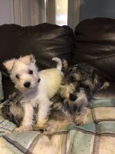 Miniature Schnauzer puppies for great homes Image eClassifieds4U