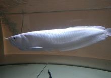 Platinum Arowana For Sale Image eClassifieds4U