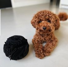 Poodle puppies for free adoption. Image eClassifieds4U