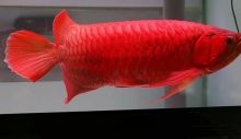super red AROWANA Fish for sale Image eClassifieds4U
