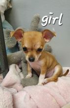 Tiny tea cup chihuahua puppies for adoption Image eClassifieds4u 2