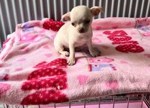 Toy Chihuahua puppies ready for adoption...!!! Image eClassifieds4u 2