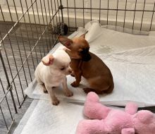 Toy Chihuahua puppies ready for adoption...!!! Image eClassifieds4u 3