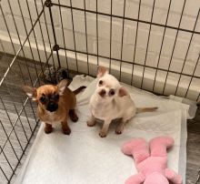 Toy Chihuahua puppies ready for adoption...!!! Image eClassifieds4u 4