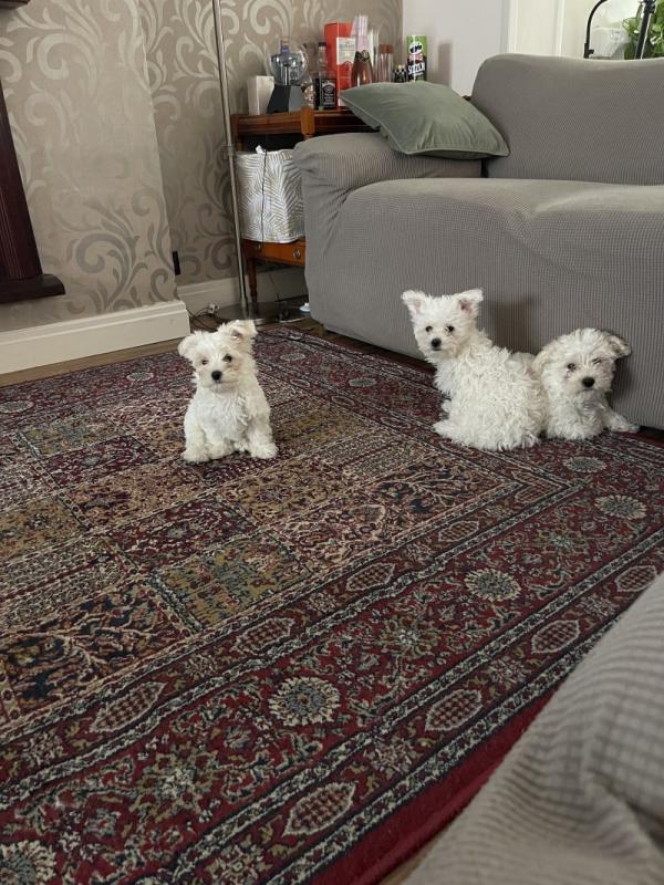 Maltese puppies ready for new homes !!! Image eClassifieds4u